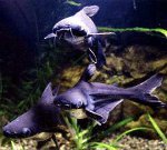 Shark havskatt: En minihaj i ditt akvarium Shark havskatt: En minihaj i ditt akvarium
