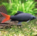 Akvariefiskar: Labeo Akvariefiskar: Labeo
