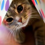 Allergier hos katter Allergier hos katter