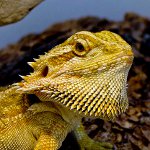 Bearded agama i ditt terrarium