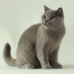 British Blue British Blue