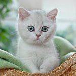 Brittisk Chinchilla