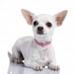 Vad matar Chihuahua
