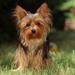 Vad matar du Yorkshire terrier?