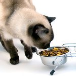 Vad matar en kastrerad katt Vad matar en kastrerad katt