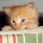 Hur man matar en månads kattunge