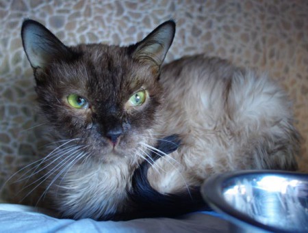 Kattens bur