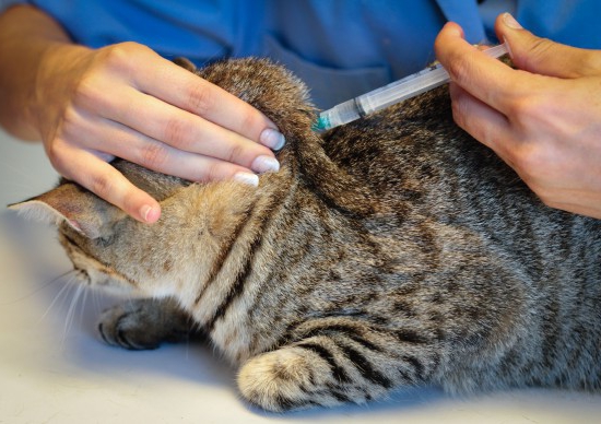Kattens bur