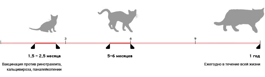 Kattens bur