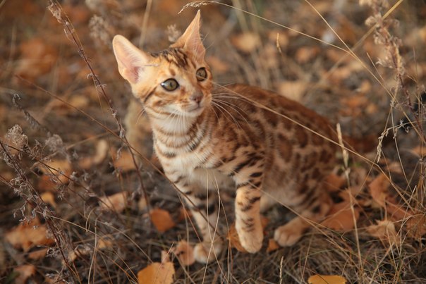 Kattens bur