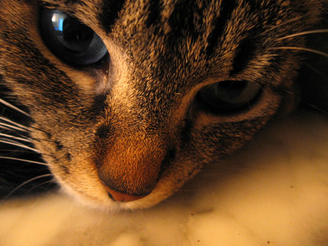 Kattens bur