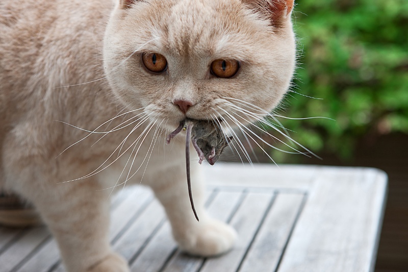 Kattens bur