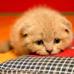 Cystitis hos katter