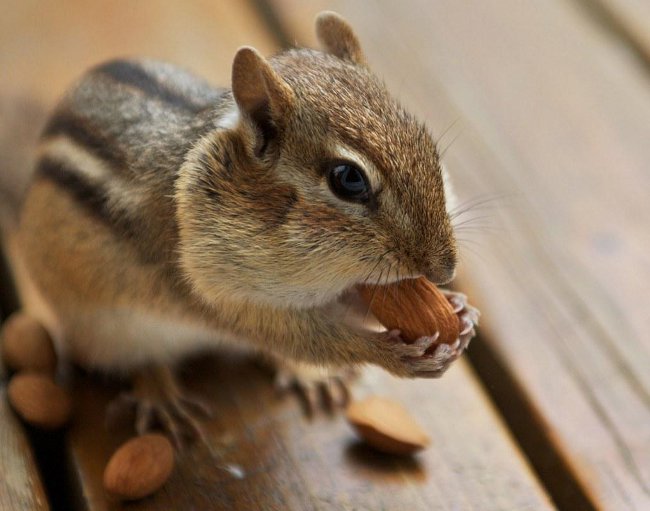 Home chipmunk