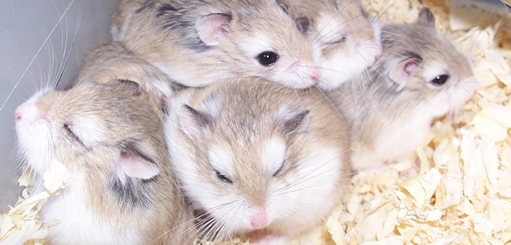 hamsters jungar foton