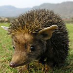 Hedgehog eared hemma