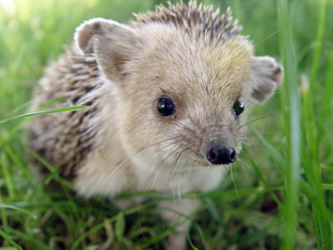 Hedgehog eared hemma