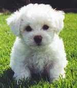 Franska Bolognese (Bichon Frise)