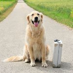 Var ska du lämna hunden på semester? Var ska du lämna hunden på semester?