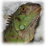 Iguana hemma