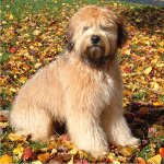 Irländsk mjukbelagd Wheaten Terrier Irländsk mjukbelagd Wheaten Terrier