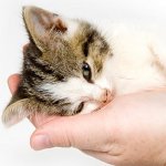 Hur kan jag säga om din katt är sjuk?