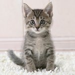 Så här bestämmer du kattens ålder