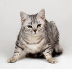 Hur man förstår en katt? Hur man förstår en katt?
