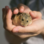 Hur tämma en hamster