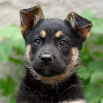Hur lär man hunden till platsen? Hur lär man hunden till platsen?