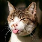 Hur man gör en prick en katt Hur man gör en prick en katt