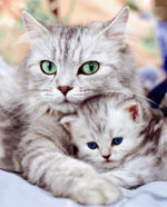 Hur man bryr sig om en gravid katt