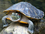 Röd-bellied turtle