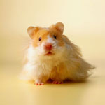 Hur man väljer en hamster? Hur man väljer en hamster?