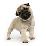 Vilken hund är bättre? Vilken hund är bättre?