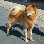 Karelo-Finska Laika (finska Spitz)