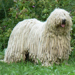 Komondor: Ungersk herdehund