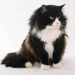 Cat shedding: Vad ska man göra? Cat shedding: Vad ska man göra?