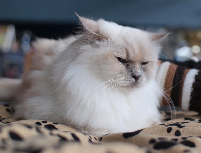 Cat shedding: Vad ska man göra? Cat shedding: Vad ska man göra?
