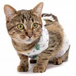Katt efter operation: hur man bryr sig