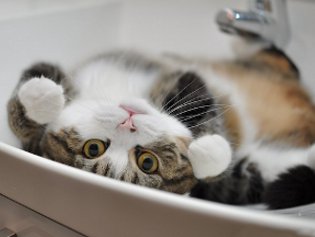 Cote Maru är en internetstjärna Cote Maru är en internetstjärna