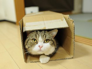Cote Maru är en internetstjärna Cote Maru är en internetstjärna