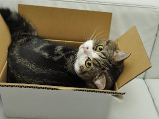 Cote Maru är en internetstjärna Cote Maru är en internetstjärna