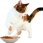 Katten äter ingenting Katten äter ingenting