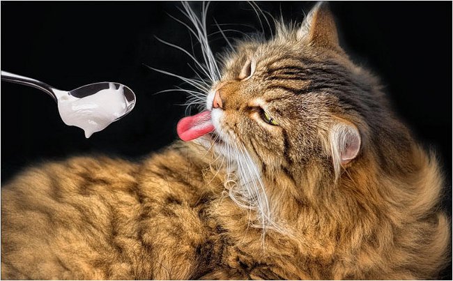 Katten äter ingenting