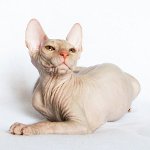 Sphinxens katter. Hur bryr du sig om en sfinx? Sphinxens katter. Hur bryr du sig om en sfinx?
