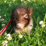 Mini-gris: underhåll och vård