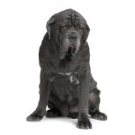 Napolitanska Mastiff eller Mastino Poleetano Napolitanska Mastiff eller Mastino Poleetano
