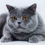 Färger av brittiska katter Färger av brittiska katter