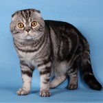 Färger av skotska katter Färger av skotska katter